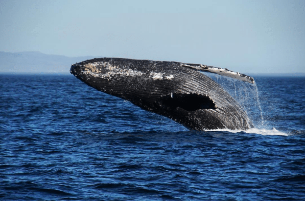 Whale watch with Island Packers