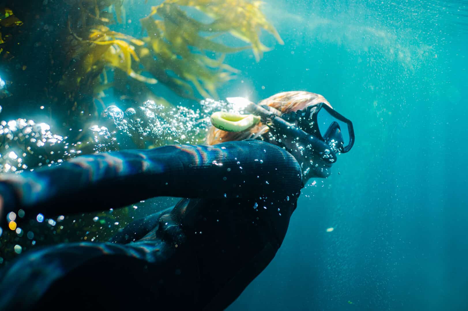 Scuba Dive California's Kelp forests at Channel Islands National Park Marine Sanctuary.