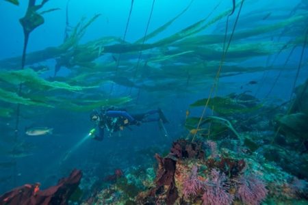 Kelp forest Scuba Diving at Channel Islands National Park
