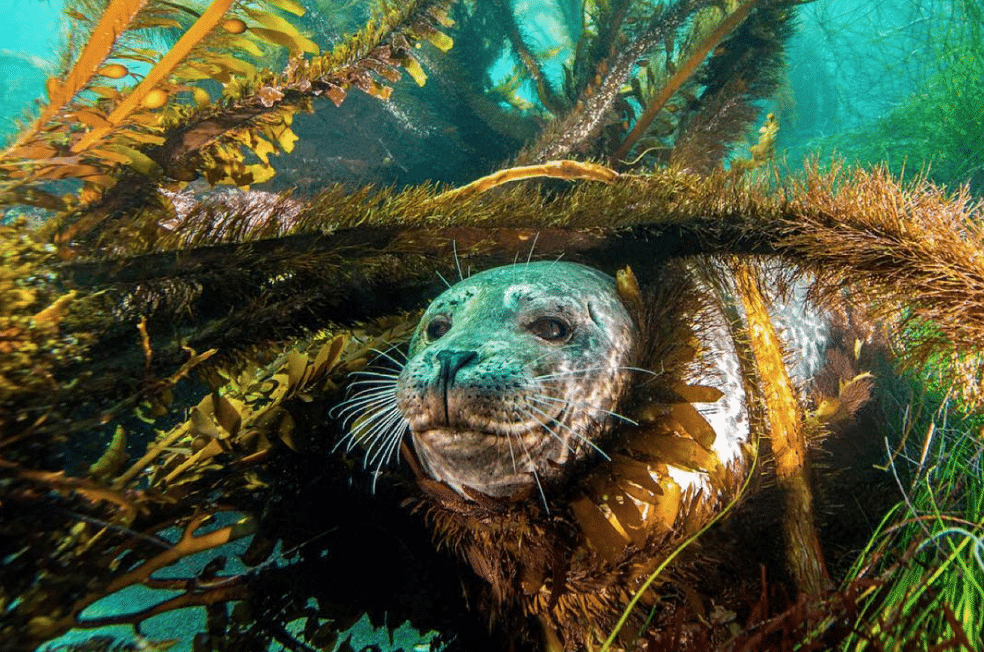 Scuba Diving California's Channel Islands Kelp Forest -