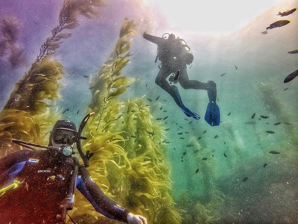 Scuba Diving California's Channel Islands Kelp Forests