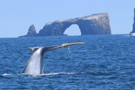 Whale breaching with gigantic sea arch in the background at Channel Islands National Park in California