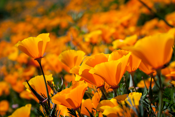 Poppy Fields in Ventura County California during a California Super Bloom.
