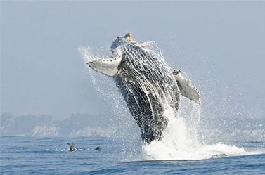 Whale Watching expeditions at Channel Islands Expeditions