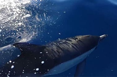 Wildlife trips with Dolphin, whale, and marine mammal viewing.