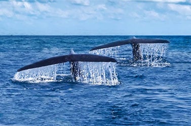 Channel Islands Tours: Private Whale Watching charters in California