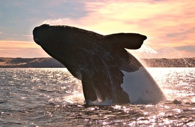Channel Islands Whale Watching Tours
