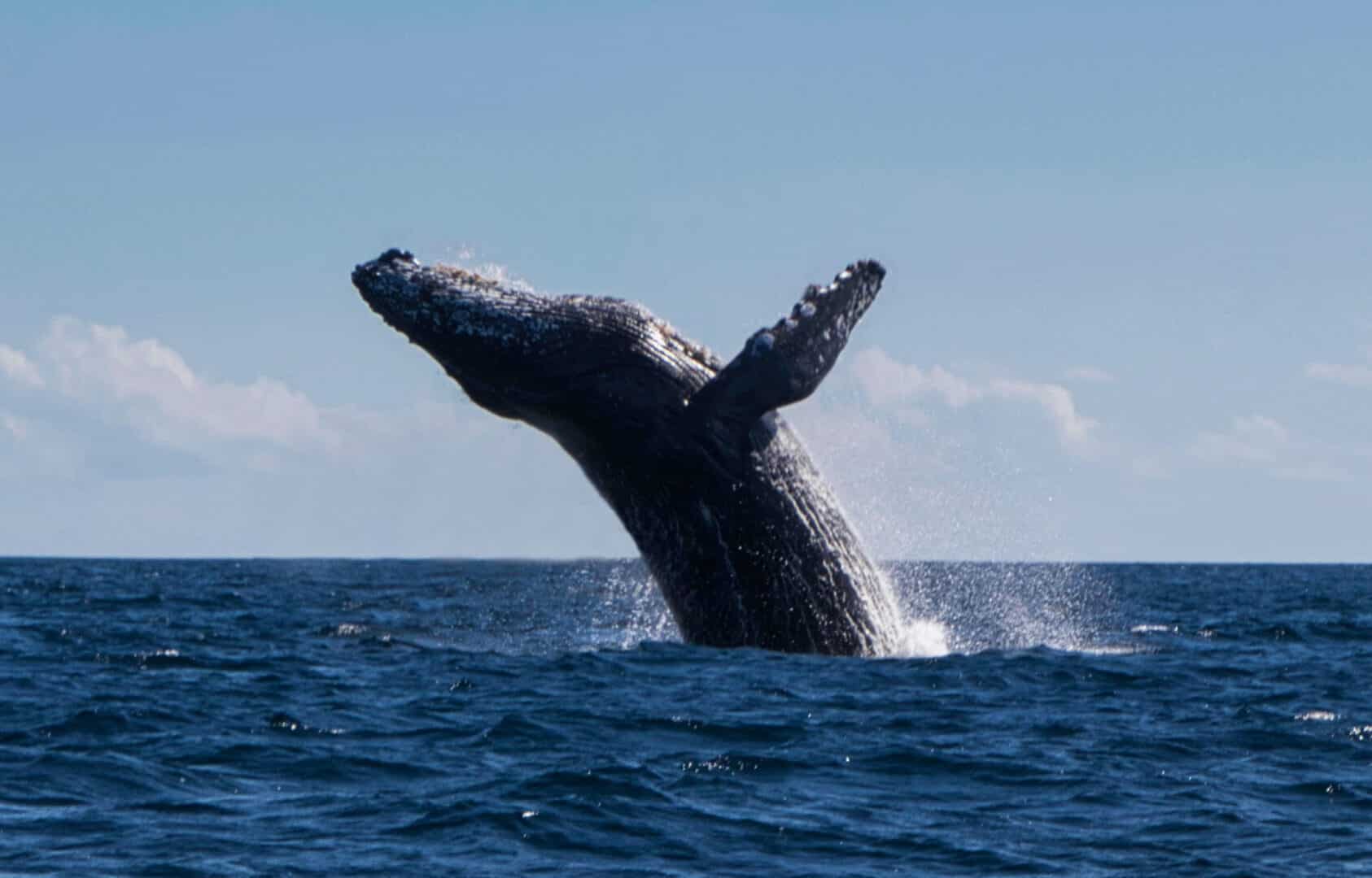 Gray Whale breaching the surface at Channel Islands National Park.