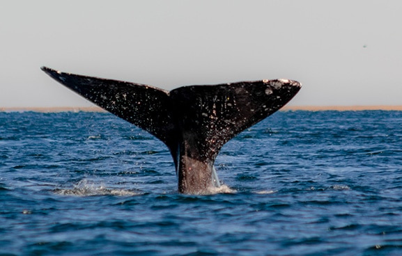 How to spot a whale: Tale Fluke