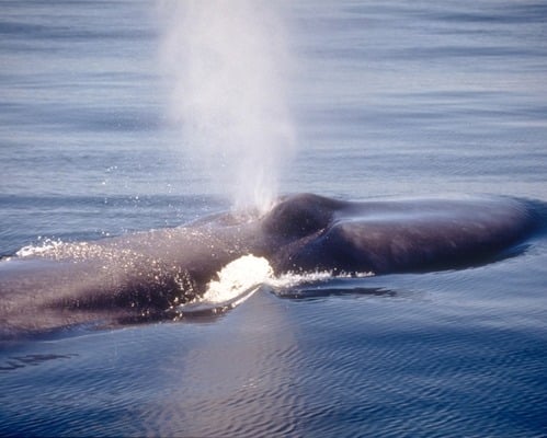 Whale spout spotted at Channel Islands National Park