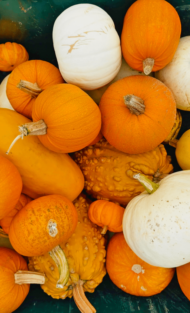 Pumpkin Patches in Ventura County Coast.