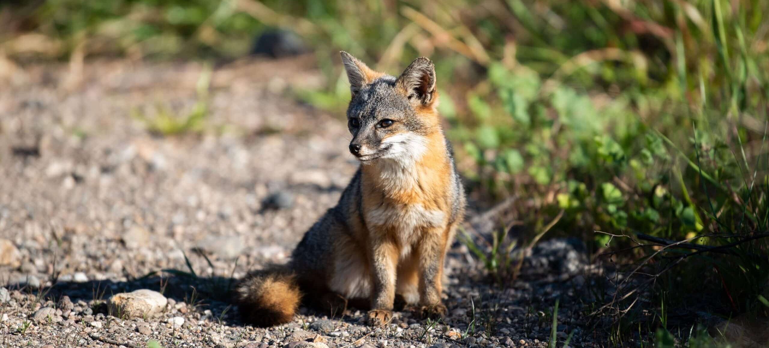 Local Vibe: The Island Fox - Ventura County Coast