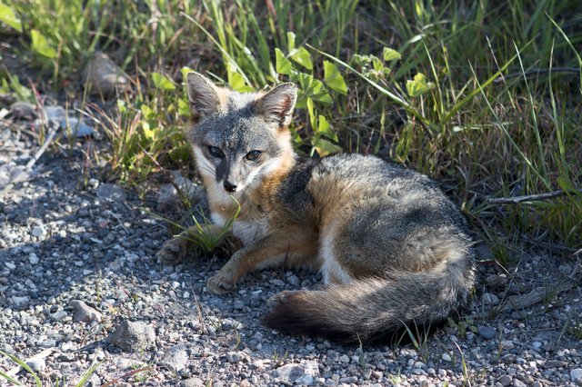 The Island Fox, Channel Island's Native Fox