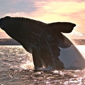 Channel Islands Whale Watching