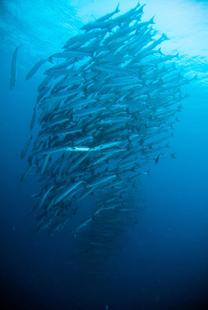 California Barracuda