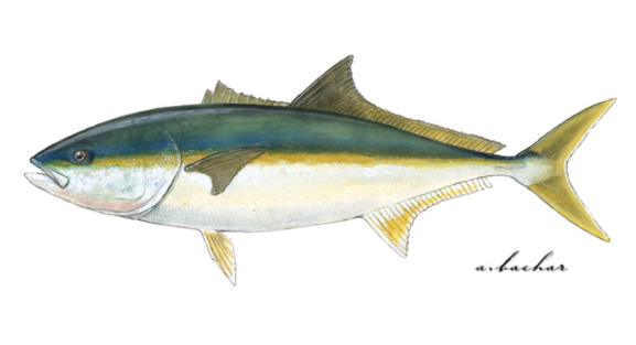 Yellowtail