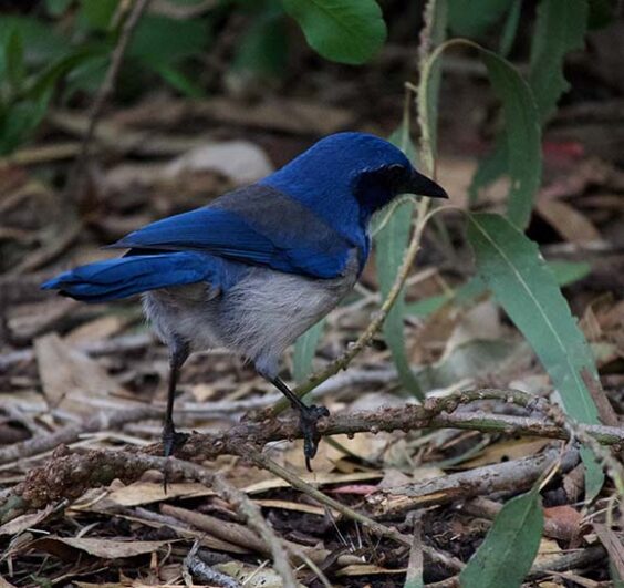 Channel Islands Scub Jay