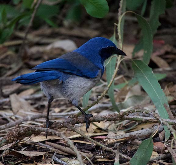 Channel Islands Scub Jay