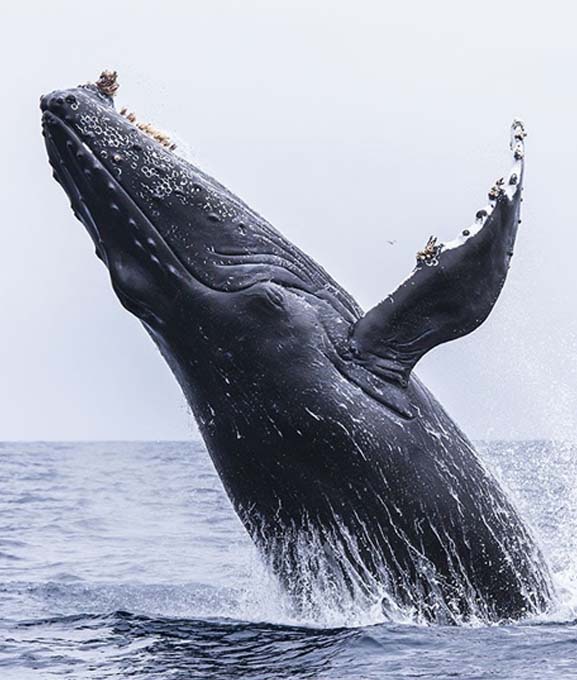 Whale Watching is the ultimate wildlife experience in Ventura County Coast