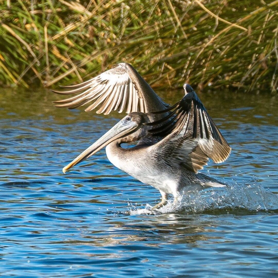 Bird Watching in Ventura County Coast