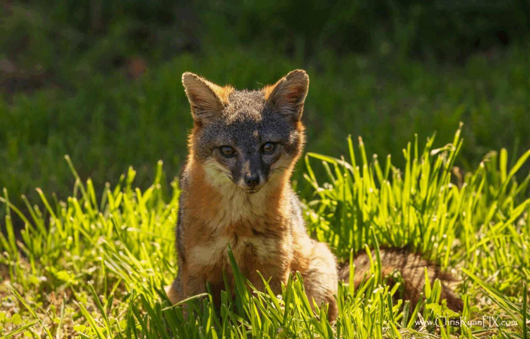 An Island Fox at Channel Islands National Park