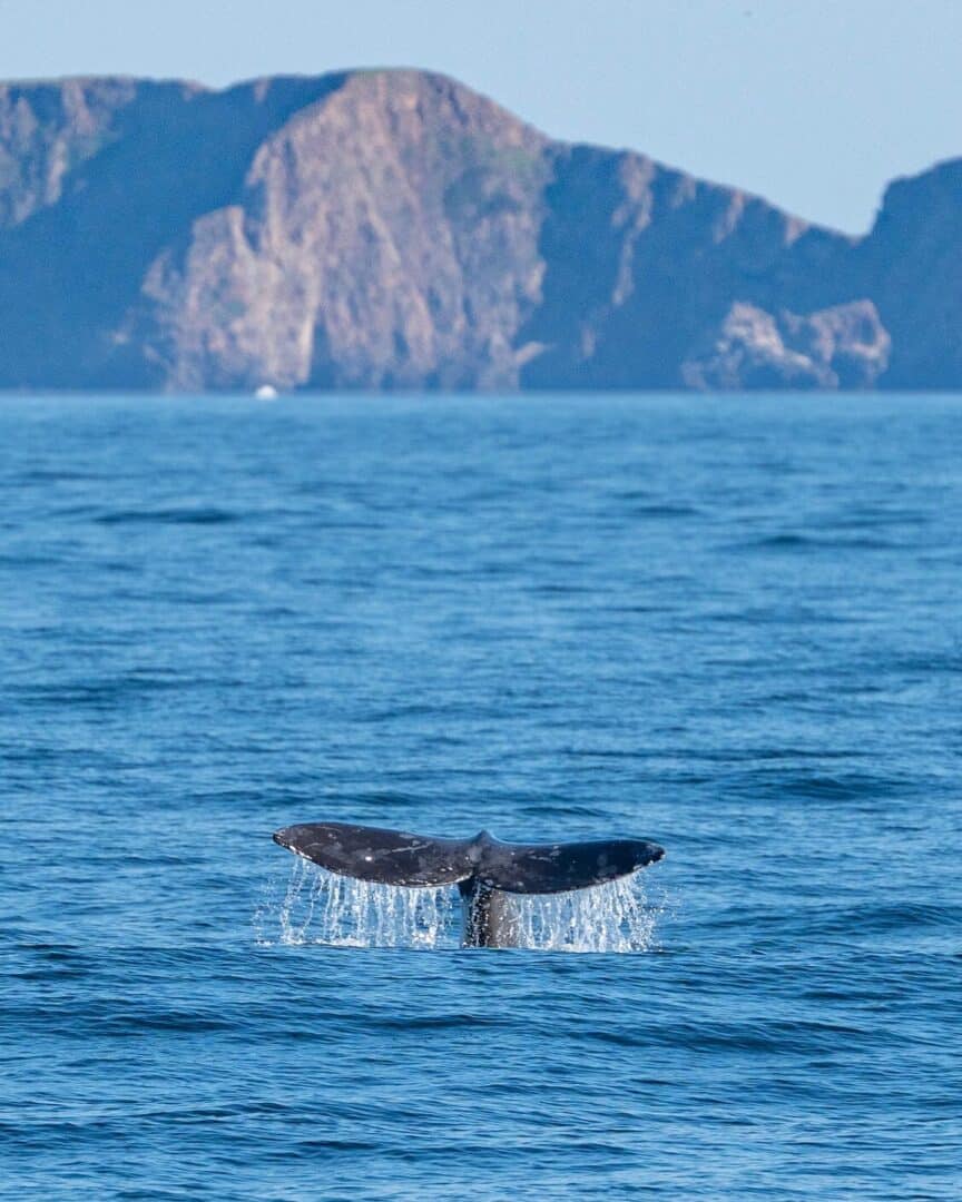 Whale Watching in September