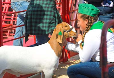 Agriculture & Livestock