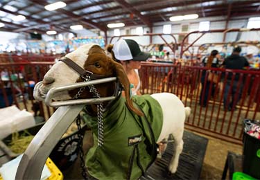 Livestock and Agriculture exhibits at Ventura County Fair