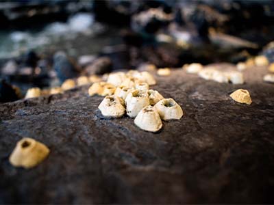 Close up shot of banacles outside of a California Tide Pool