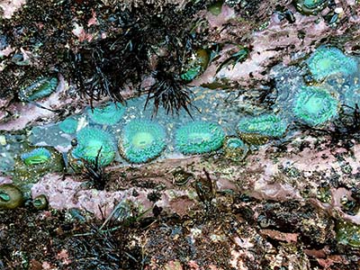 giant green sea anomone's are found in California tide pools