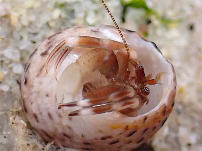 A Ventura Hermit Crab resting in a sandy bottom tide pool