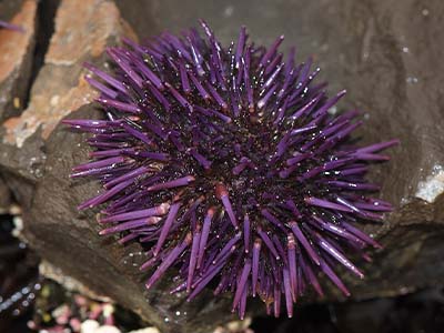 Pacific Purple Sea Urchin