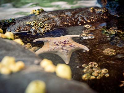 A large sea star submerged in a California Tide Pool at Channel Islands National Park