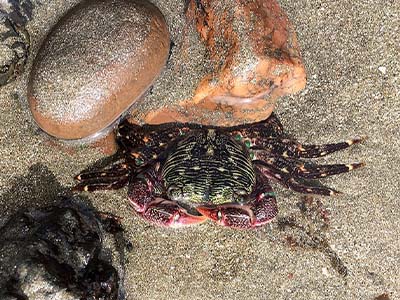 Shore Crabs