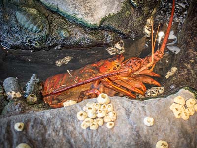 Large spiny lobster