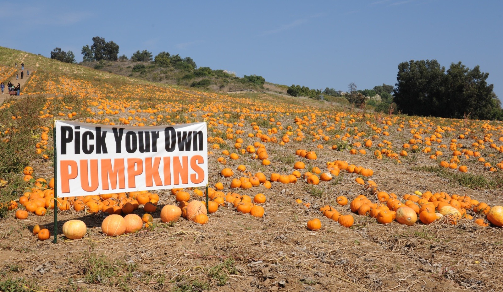 Pumpkin Patches in Ventura County